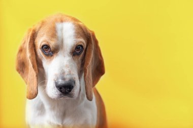 Parlak sarı bir arka planda sevimli bir av köpeğinin portresi. Tazıların cinsi. İngiliz üç renkli av köpeği. Mutlu köpek stüdyoları çekimleri. Sevimli, ciddi, yetişkin bir av köpeği.