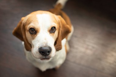 Koyu kahverengi arka planda sevimli bir av köpeğinin portresi. Tazıların cinsi. İngiliz üç renkli av köpeği. Evcil köpek fotoğrafın kutlu olsun. Sevimli, ciddi, yetişkin bir av köpeği.