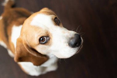 Koyu kahverengi arka planda sevimli bir av köpeğinin portresi. Tazıların cinsi. İngiliz üç renkli av köpeği. Evcil köpek fotoğrafın kutlu olsun. Sevimli, ciddi, yetişkin bir av köpeği.