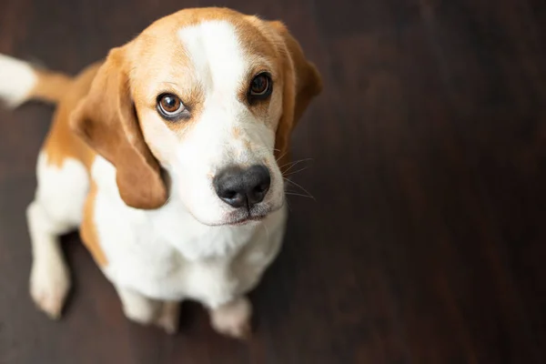 Portrait of a sweet adorable beagle dog on a dark brown background. Breed of small hounds. English tricolor beagle. Happy pet dog indoor shot. Cute serious adult beagle