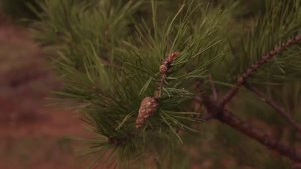 Brush with fir cone — Stock Video