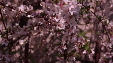 Leylak - Cannon 650d