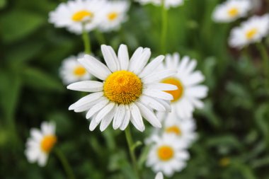 Güzel papatya yola yakın büyüyen