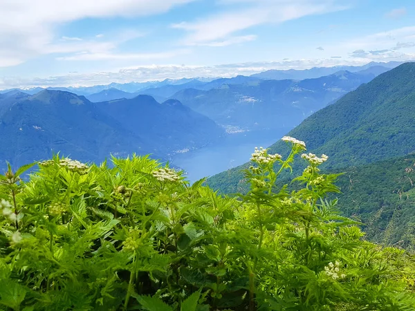 Blumen Gebirgsweg Und Panoramablick Der Lombardei Reisen Und Landschaften Italien — Stockfoto