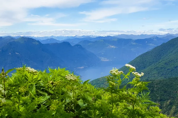 Flores Sendero Montaña Vista Panorámica Lombardía Viajes Paisajes Italia — Foto de Stock
