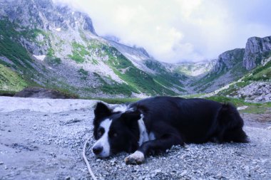 Adamello 'da uzanan Border collie Trentino' daki Nambrone Vadisi 'ndeki segantini sığınağına giden yolun arkasındaki güzel bir panorama ile İtalya' da seyahat ve manzara.