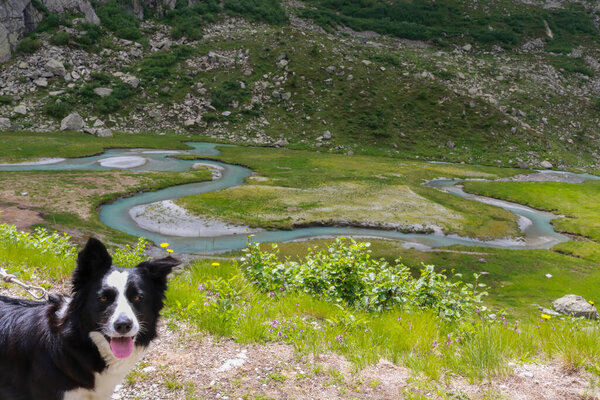 Border collie with a beautiful panorama behind the Adamello-Brenta park from the path that leads to the Segantini refuge in the Nambrone valley in Trentino, travel and landscapes in Italy