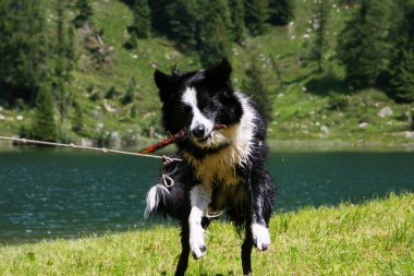 Adamello 'daki Nambino Gölü' ndeki bir ormanla oynayan bir çoban köpeğinin yakın çekimi Trentino 'daki Brenta Parkı, İtalya' daki seyahat ve manzaralar 