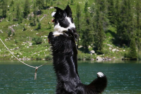 Close Collie Fronteira Brincando Com Uma Madeira Lago Nambino Adamello — Fotografia de Stock