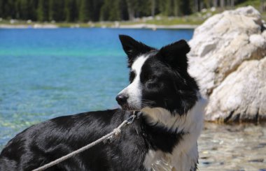 Trentino 'daki Montagnoli Gölü' nün arkasında güzel manzaralı, İtalya 'daki hayvanlar ve manzaralı bir çoban köpeğinin yakın çekimi. 