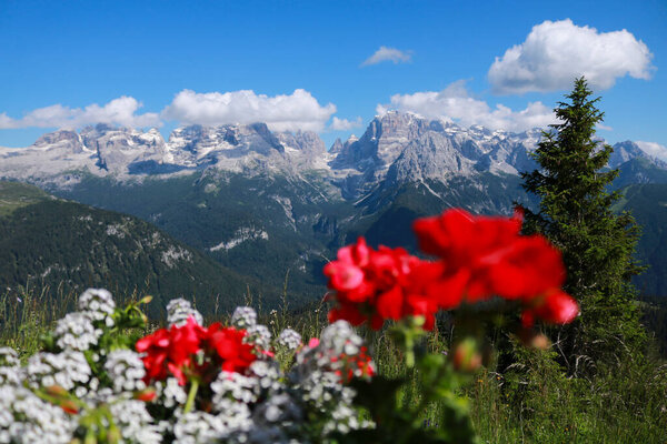 Close-up of red and white flowers with behind a beautiful view of the mountains from the 5 lakes refuge in Trentino, travel and landscapes in Italy 