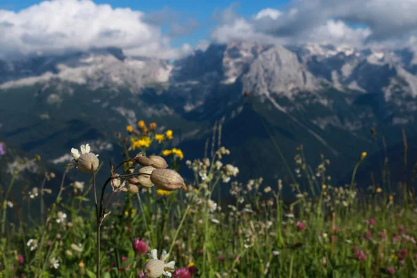 Közelkép Vadvirágok Gyönyörű Kilátás Nyílik Hegyekre Mögött Tavak Menedéket Trentino — Stock Fotó