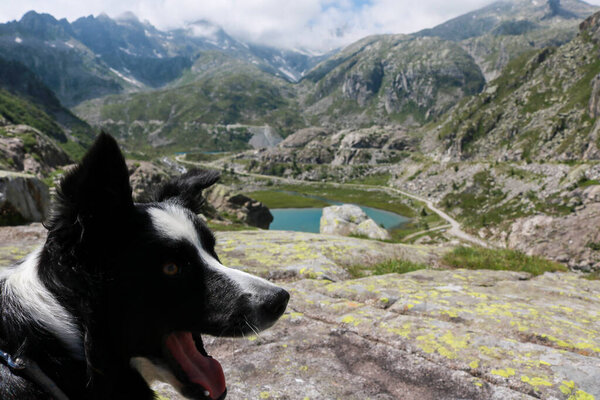 Border collie and beautiful view from the path leading to Cornisello lakes in Val Nambrone in Trentino, travel and landscapes in Italy 