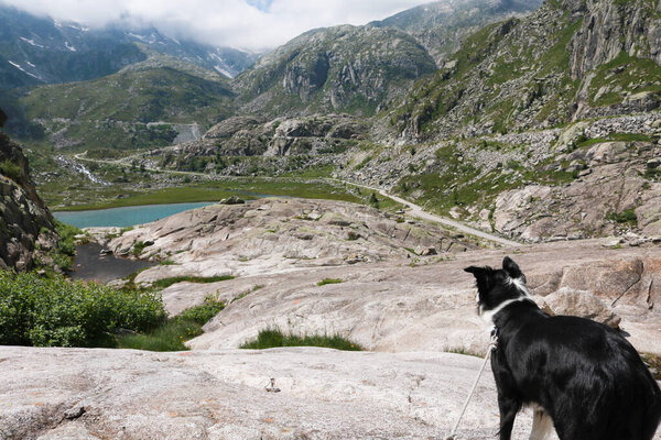 Border collie and beautiful view from the path leading to Cornisello lakes in Val Nambrone in Trentino, travel and landscapes in Italy 