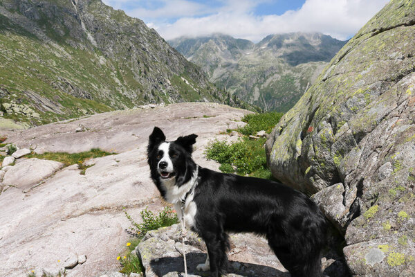Border collie and beautiful view from the path that leads to the Cornisello lakes in Val Nambrone in Trentino, travel and landscapes in Italy 