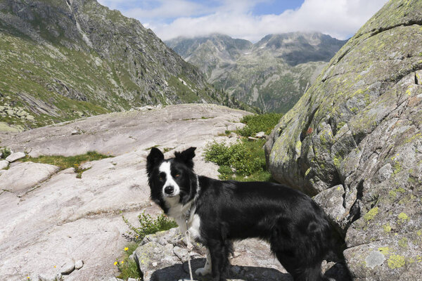 Border collie and beautiful view from the path that leads to the Cornisello lakes in Val Nambrone in Trentino, travel and landscapes in Italy 