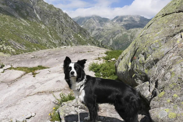 Border collie and beautiful view from the path that leads to the Cornisello lakes in Val Nambrone in Trentino, travel and landscapes in Italy