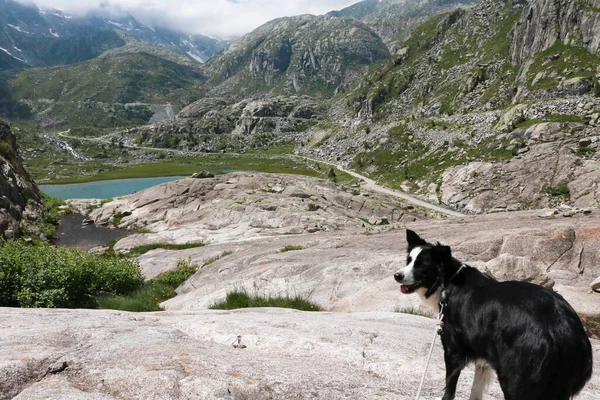 Frontera Collie Hermosa Vista Desde Camino Que Conduce Los Lagos — Foto de Stock