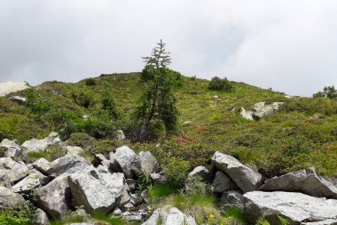 Trentino 'daki Val Nambrone' daki Segantini sığınağına giden yol İtalya 'daki geziler ve manzaralar.