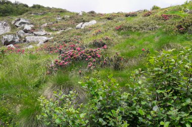 Trentino 'daki Val Nambrone' daki Segantini sığınağına giden yol İtalya 'daki geziler ve manzaralar.