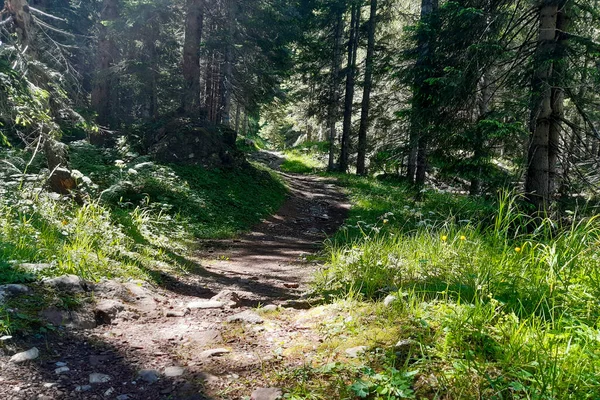 Panorama Lesích Cesty Která Vede Jezeru Montagnoli Trentinu Cestování Krajiny — Stock fotografie