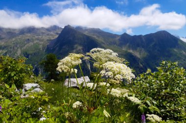 Trentino 'daki Val Nambrone gölü ve Cornisello sığınağına giden yolda beyaz çiçekler ve dağ manzarası, İtalya' daki Dolomite 'daki Adamello-Brenta Parkı' nda seyahat ve manzara.