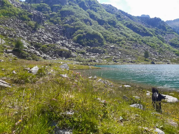 Hraniční Kolie Jezera Cornisello Krásný Panoramatický Výhled Hory Val Nambrone — Stock fotografie