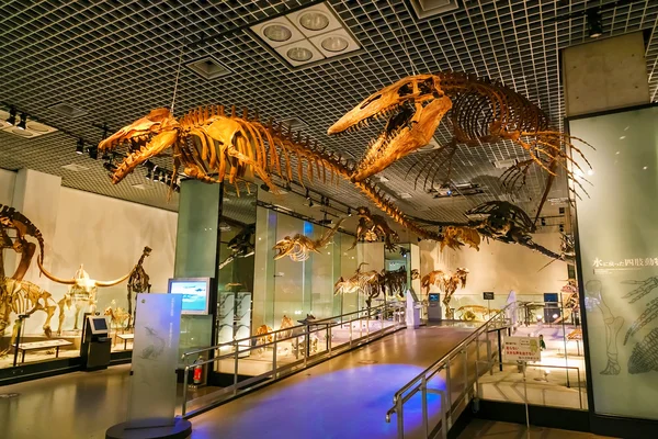 National Museum of Nature and Science in Tokyo, Japan — Stock Photo, Image