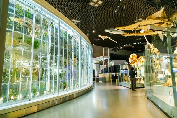 National Museum of Nature and Science in Tokyo, Japan — Stock Photo, Image