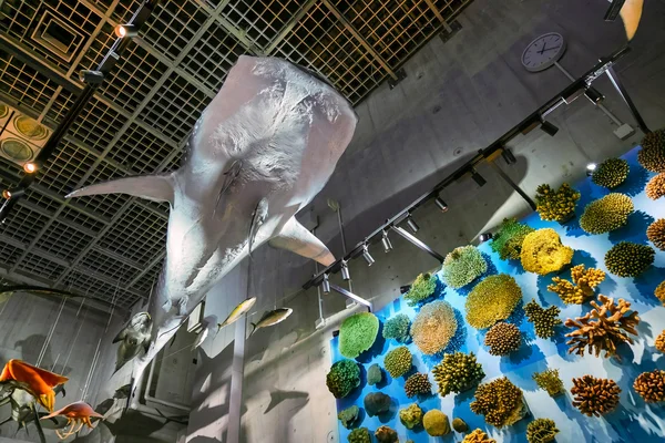 National Museum of Nature and Science in Tokyo, Japan — Stock Photo, Image