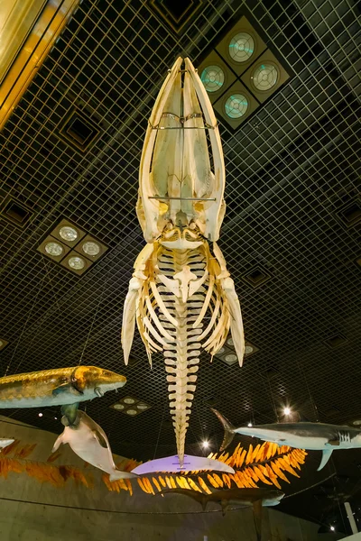 National Museum of Nature and Science in Tokyo, Japan — Stock Photo, Image