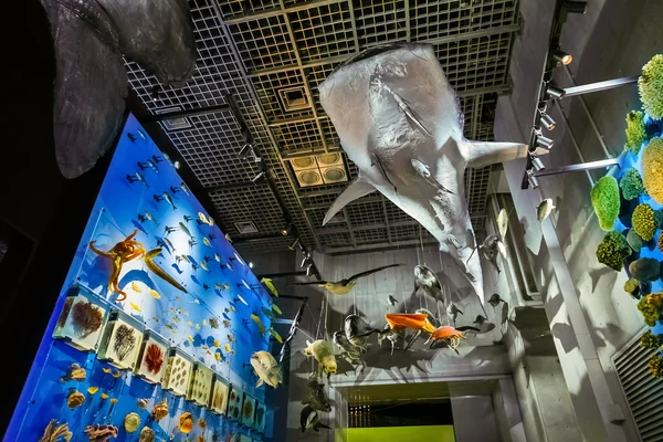 National Museum of Nature and Science in Tokyo, Japan — Stock Photo, Image