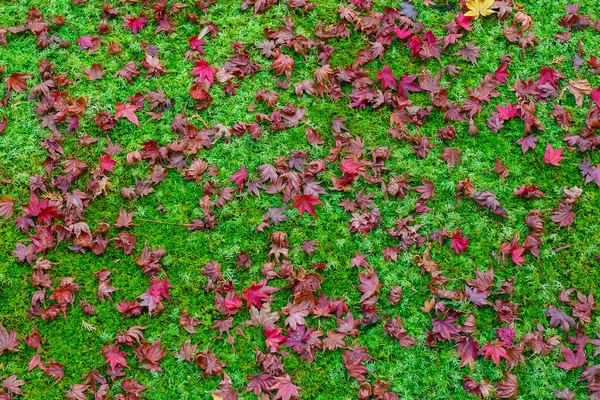 Caído hojas de arce en el suelo en otoño —  Fotos de Stock