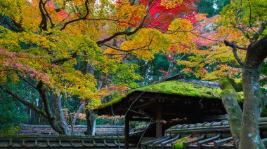 Koto-in sonbahar bir alt tapınak Daitokuji Tapınağı: Kyoto, Japan