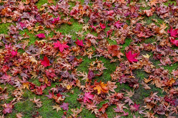 Esdoorn bladeren met mos op de grond in de herfst — Stockfoto
