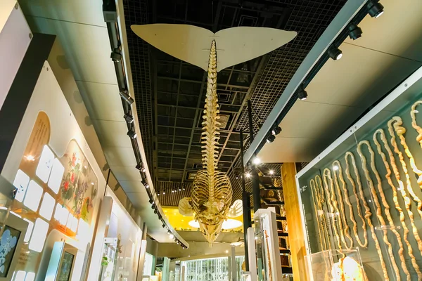 National Museum of Nature and Science in Tokyo, Japan — Stock Photo, Image