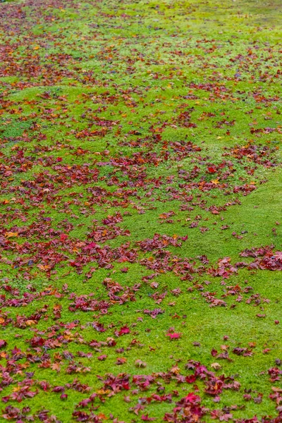 Maple leaves with moss on the ground in autumn — Stock Photo, Image