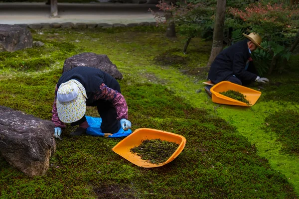 Ιαπωνική κηπουροί που λειτουργούν σε ένα ναό στον κήπο του Kenninji — Φωτογραφία Αρχείου