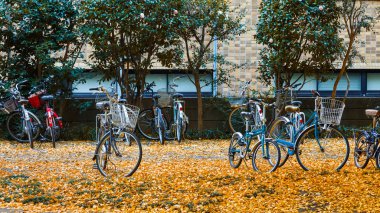 Tokyo Üniversitesi'nde sonbahar 