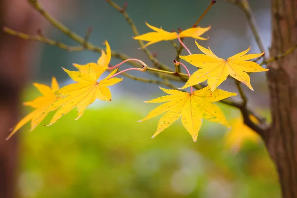 Kleurrijke esdoorn bladeren in de herfst — Stockfoto