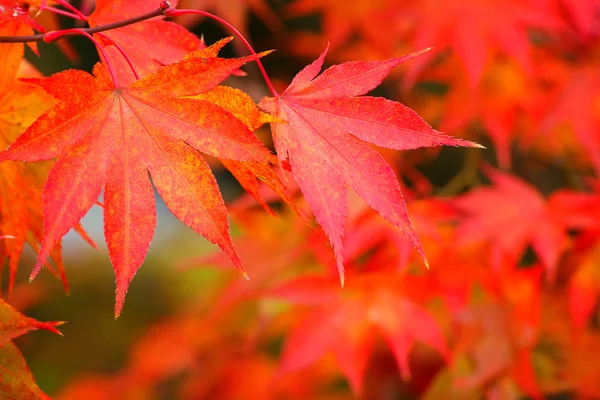 Kleurrijke esdoorn bladeren in de herfst — Stockfoto