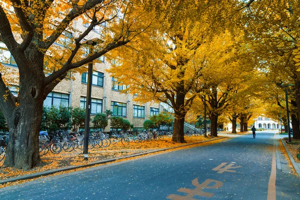 Autunno colorato con una Ginkgo Tree Street all'Università di Tokyo — Foto Stock