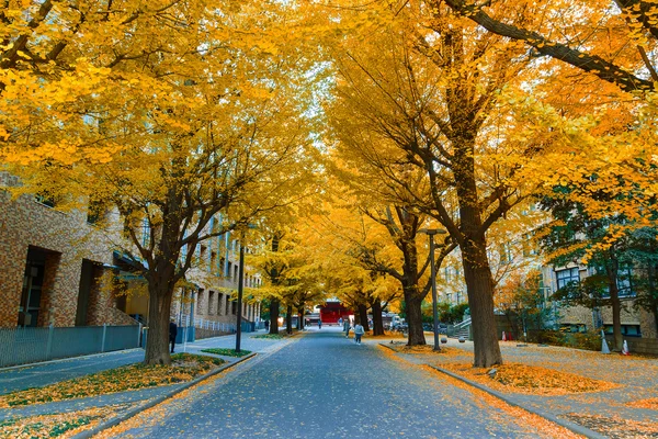 Bunter herbst mit einer ginkgobaumstraße an der tokyo universität — Stockfoto