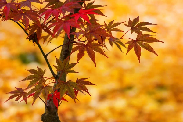 Hojas de arce de colores en otoño — Foto de Stock