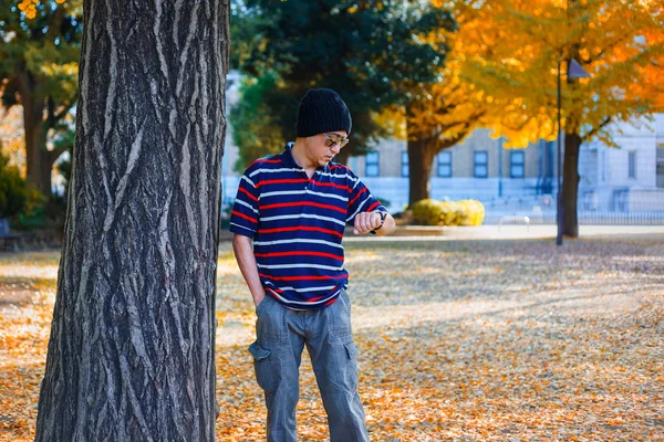 An Asian Man Stands under a Yellow Ginkgo Tree in Autumn — Stock Photo, Image