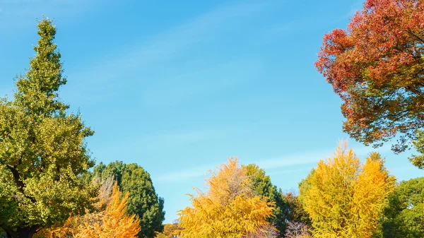 Bäume mit blauem Himmel Hintergrund im Herbst — Stockfoto