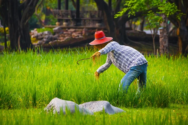 Espantalho em um campo de arroz tailandês — Fotografia de Stock