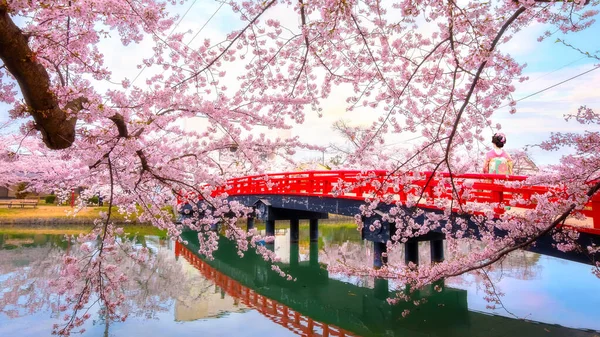 Full Bloom Sakura Cherry Blossom Hirosaki Park One Most Beautiful — Stock Photo, Image