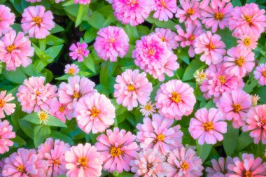 Bahçedeki güzel çiçekler