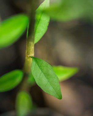 wrightia bileğinde genç kök